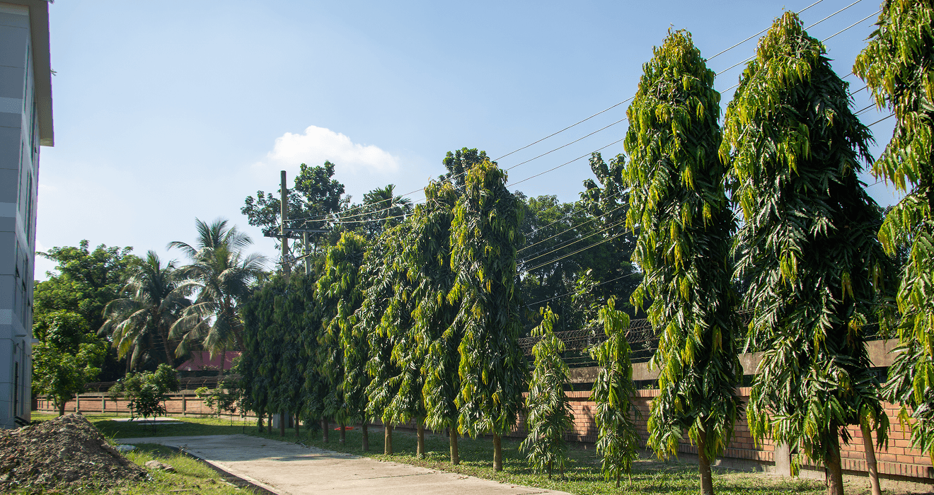 Saiful Chottor